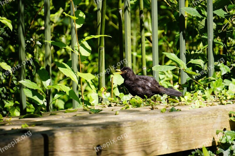 Blackbird Tree Branch Fence Black