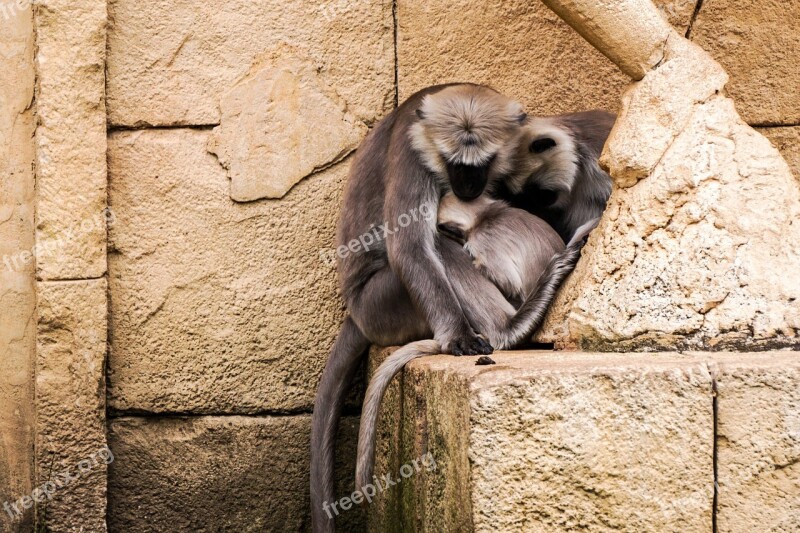 Monkey Zoo Cute Hanover Snuggle