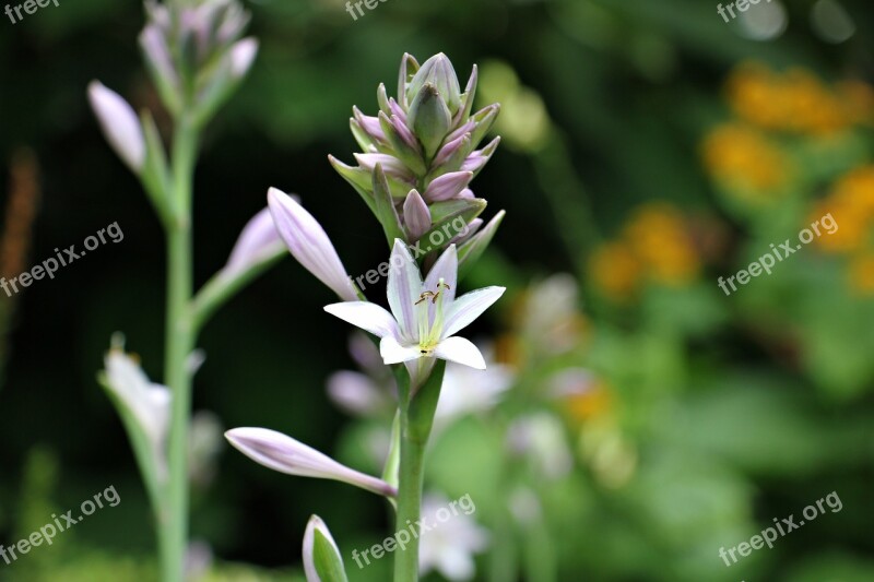 Flower White White Flower Nature Blossom