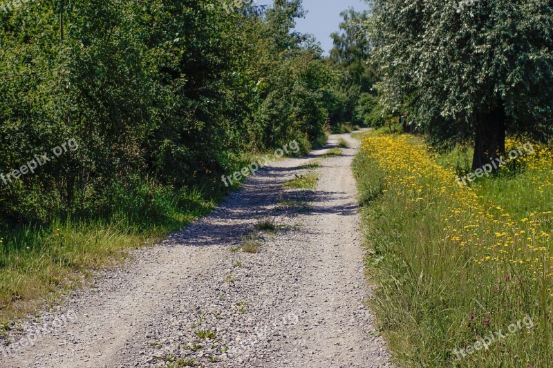 Way Tree Flowers Shoulder Dirt Road