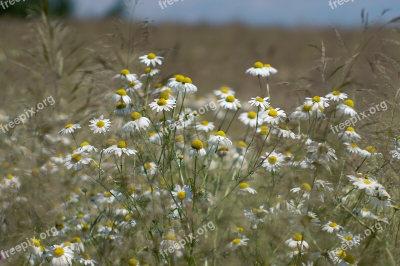 Meadow Camomile Wildflowers Grass Wild Flowers