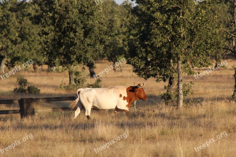 Cow Livestock Animals Field Farm