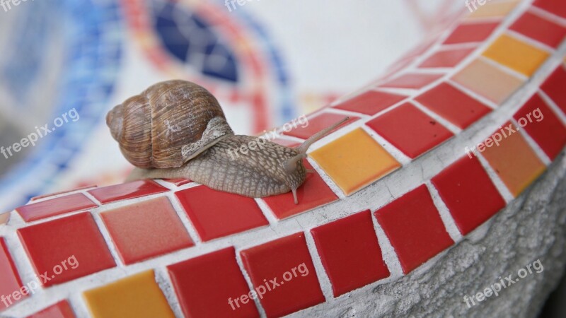 Snail Slowly Mucus Crawl Mollusk