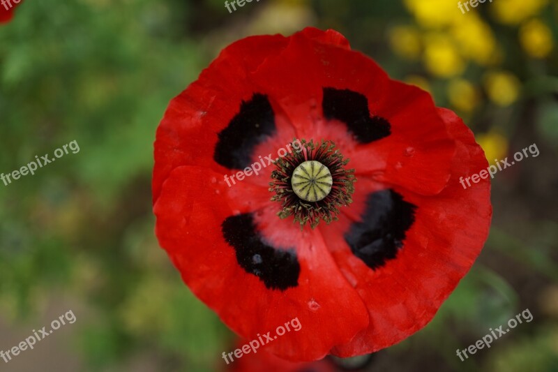 Poppy Red Klatschmohn Poppy Flower Close Up