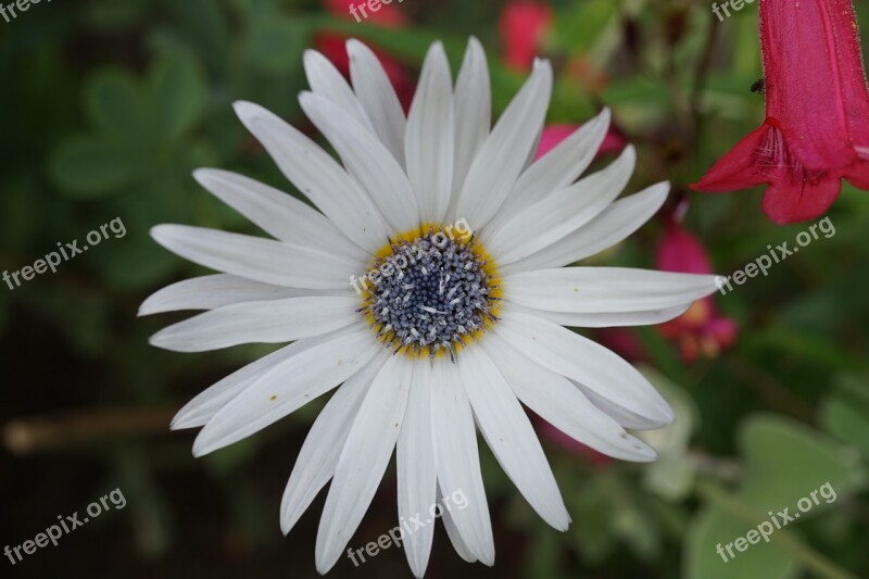 Cape Margerite White Blossom Bloom Marguerite