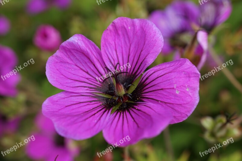 Cranesbill Blossom Bloom Flower Purple