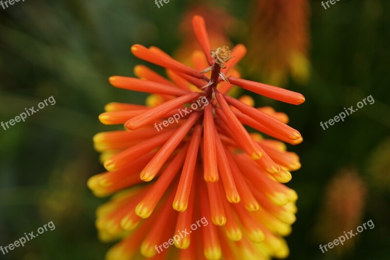 Torch Lily Fire Orange Red Close Up