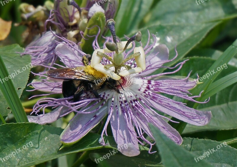 Passion Flower Pollen-loaded Bumblebee Flower Wildflower Wild