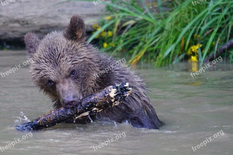 Bear Brown Bear Predator Teddy Mammals