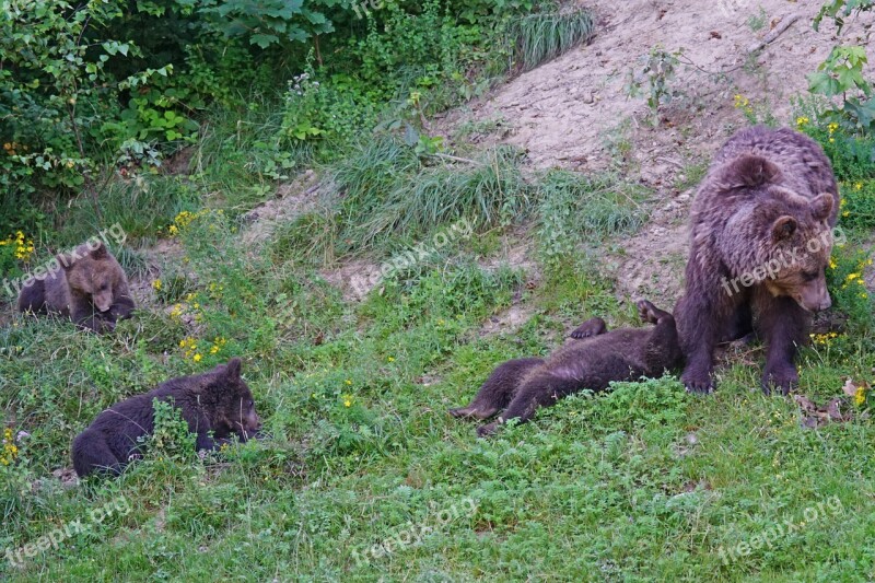 Bear Brown Bear Predator Triplets Teddy