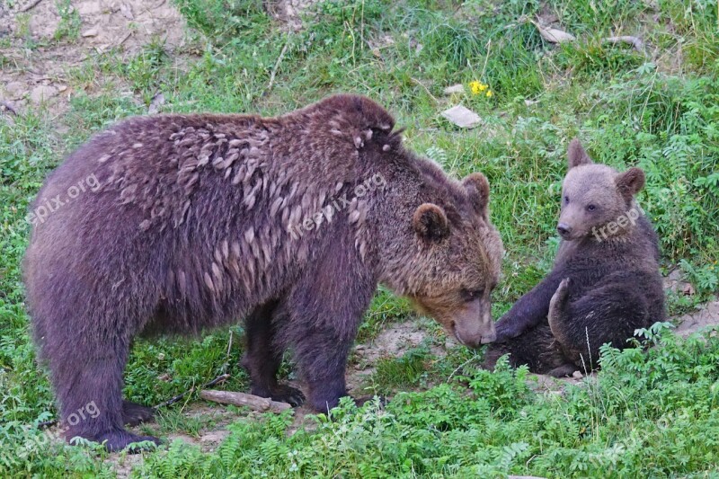 Bear Brown Bear Mother Young Predator