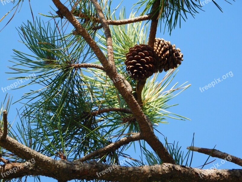 Pine Trees Us Pine Trees Nature