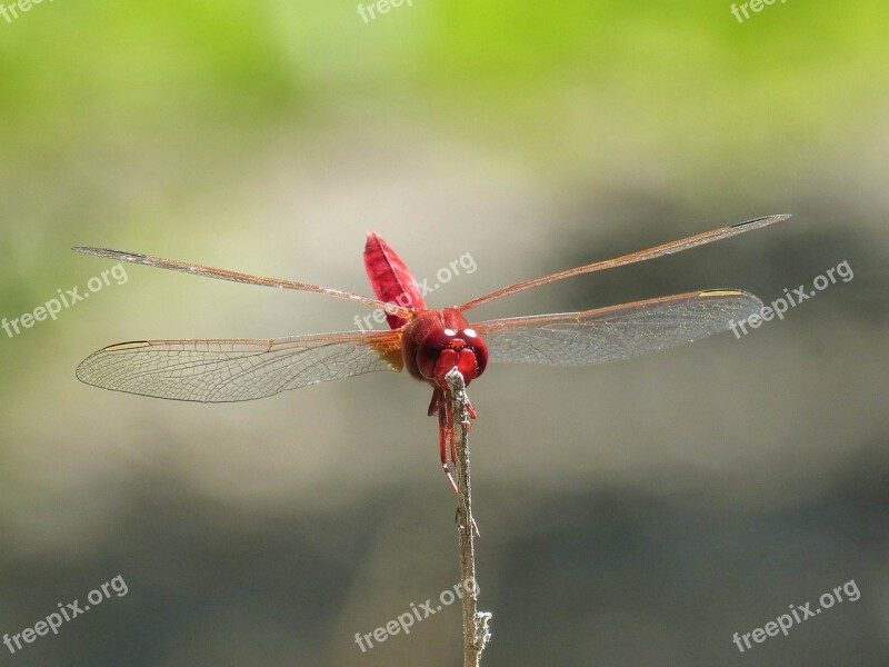 Red Dragonfly Wetland Stem Dragonfly Winged Insect