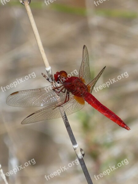 Red Dragonfly Wetland Stem Dragonfly Winged Insect