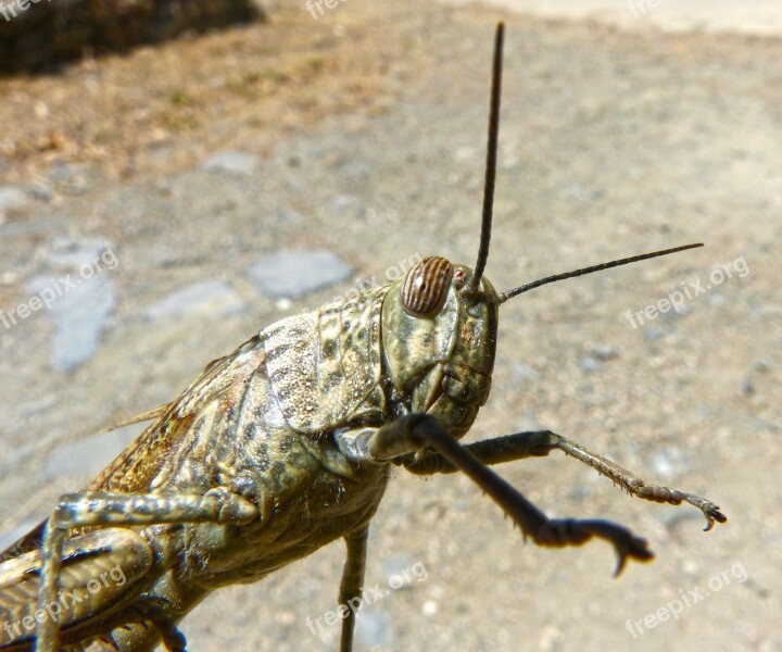 Grasshopper Detail Lobster Orthopteron Free Photos