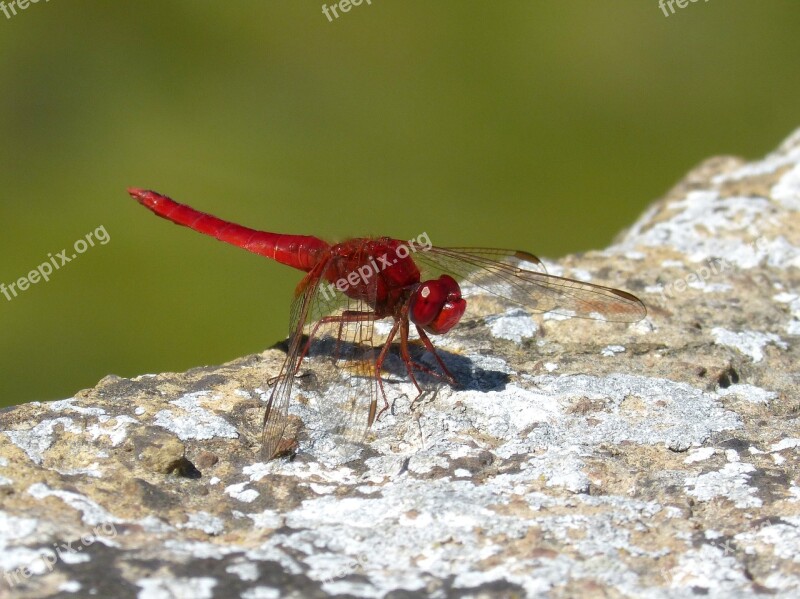 Red Dragonfly Raft Dragonfly Winged Insect Erythraea Crocothemis