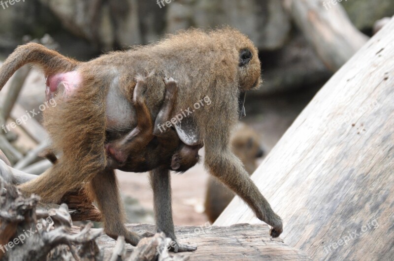 Monkey Baboon Zoo Primate Primates