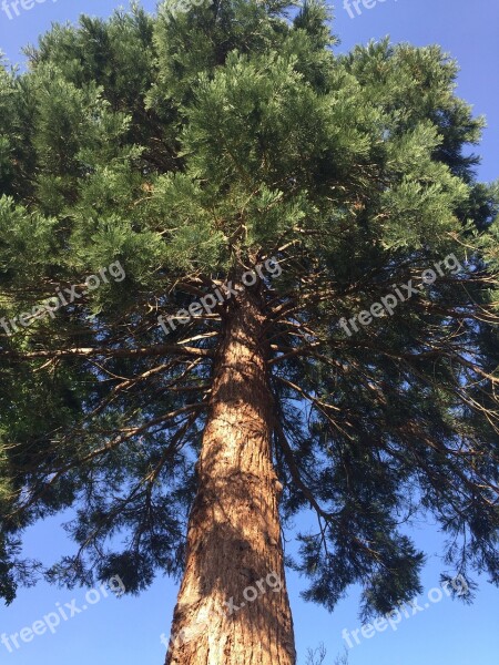 Tree Redwood Tall Bark Nature