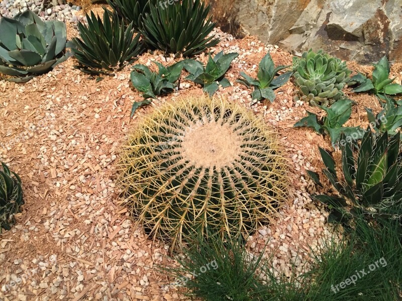 Cactus Nature Succulent Plant Environmental