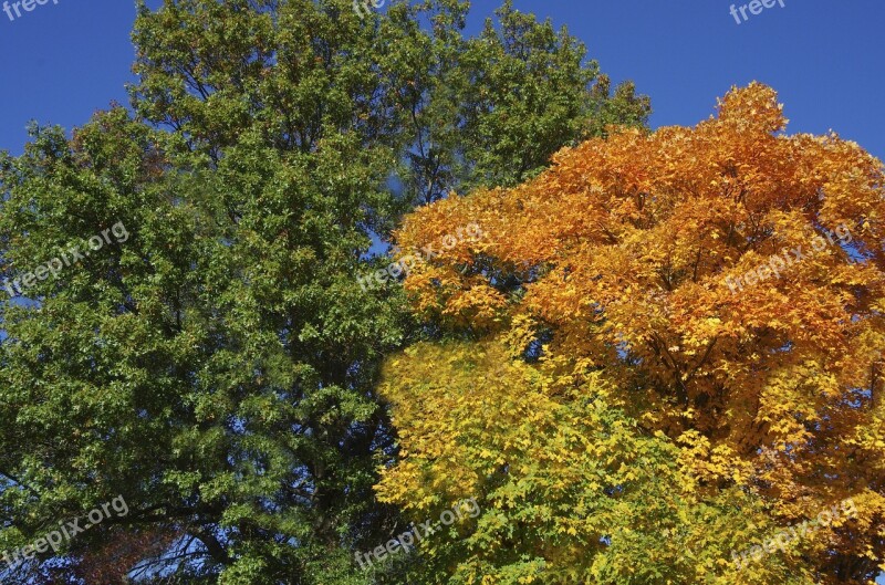 Trees Fall Colors Autumn Upper Branches Coma