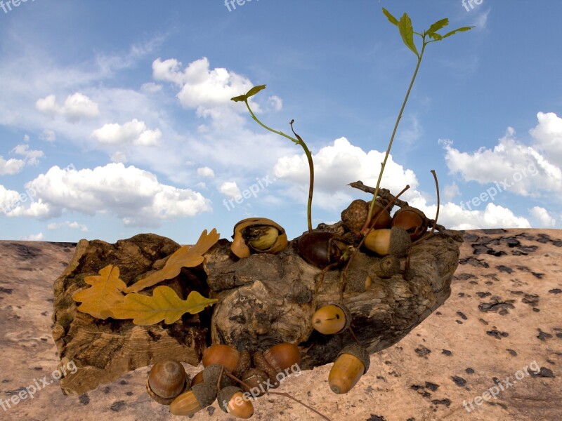 Acorns Seedlings Leaves Bark Boy Shoots