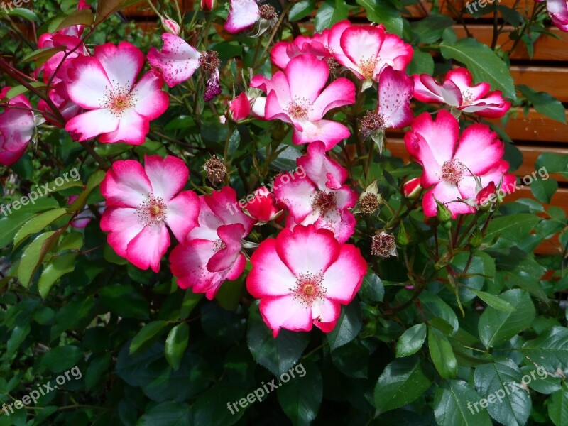 Rose Shrub Rose Pretty Kiss Bi Color Red White