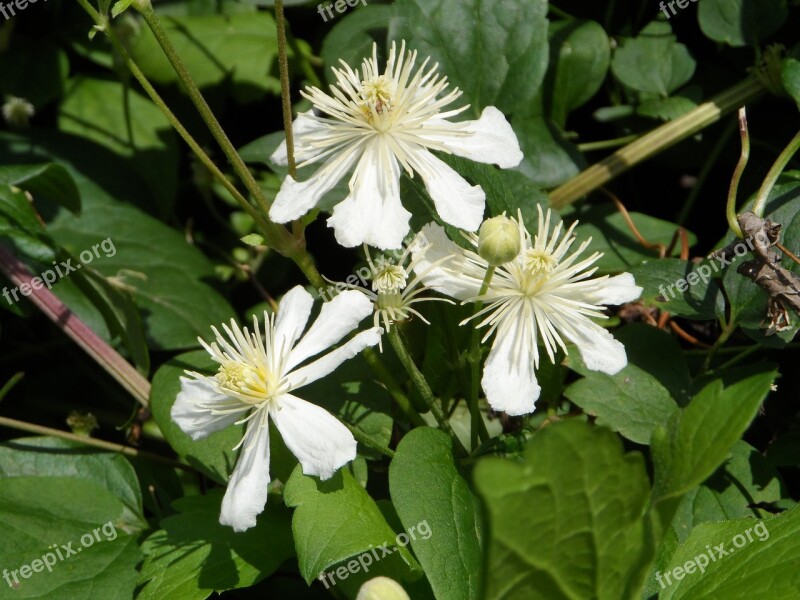 Clematis White Climber Plant Summer Inflorescence