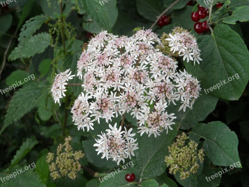 Hogweed Umbelliferae Heracleum White Nature