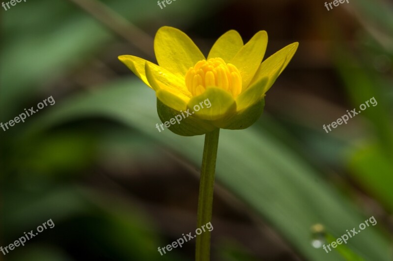 Buttercup Blossom Bloom Meadow Close Up