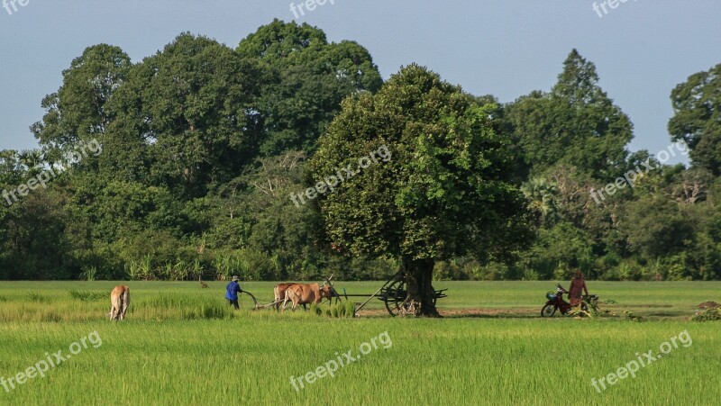 Agriculture Field Work Cambodia Buddhist