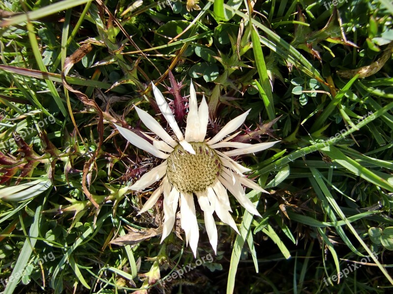 Silver Thistle Blossom Bloom Thistle Plant