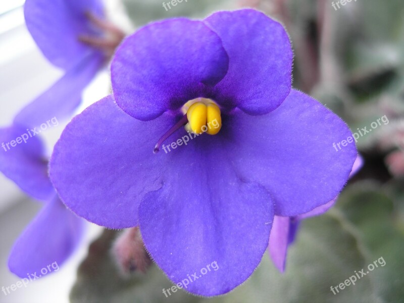 Violet Purple Macro Photography Free Photos