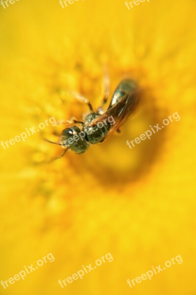 Wasp Insect Summer Flower Wasp On Flower