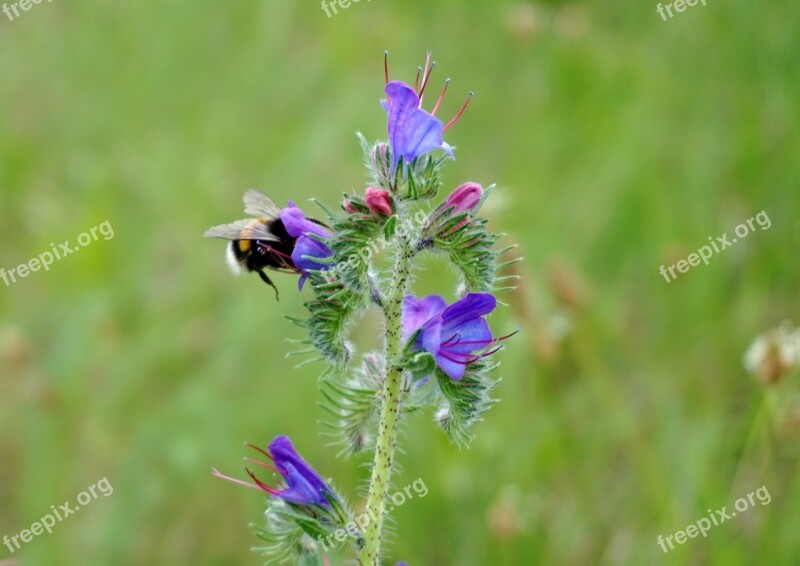 Hummel Pollen Pollination Close Up Insect