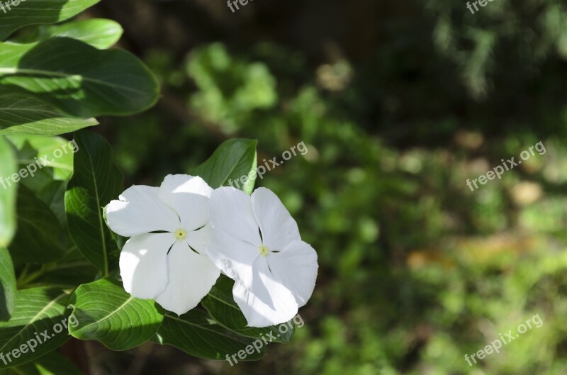 Periwinkle Flower Plant White Trinidad