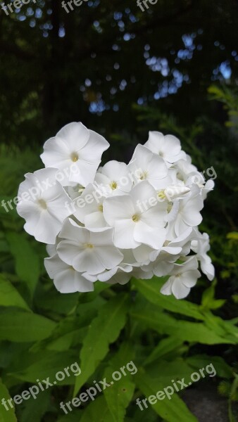 White Garden Phlox Flower Heyday White Nature