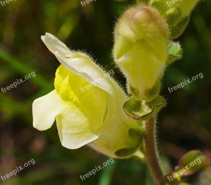 Loewenmaeulchen Flower Ornamental Flower Yellow Wildwachsend