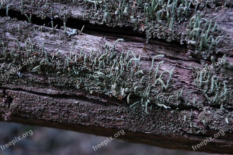 Moss Wood Nature Bark Weave