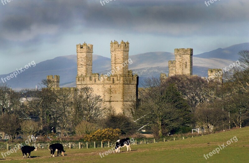 Caernarfon Castle Cattle North Wales Free Photos