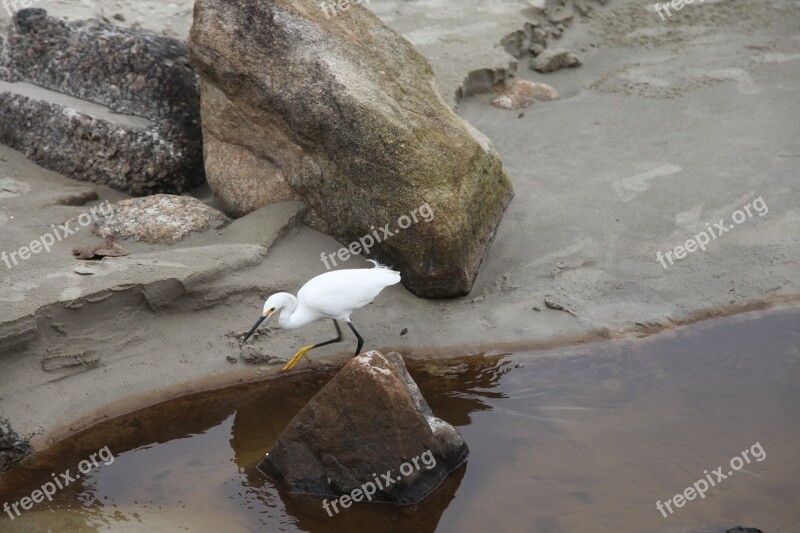 Heron Beach Birds Wild Animals White Feathers