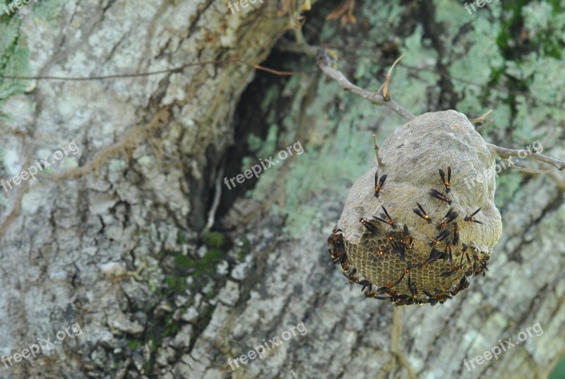 Vespa Nest Insect Free Photos