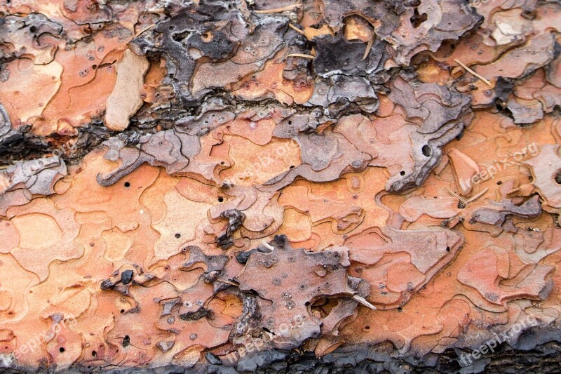 Tree Bark Puzzle Shapes Fallen Tree Fire Bark