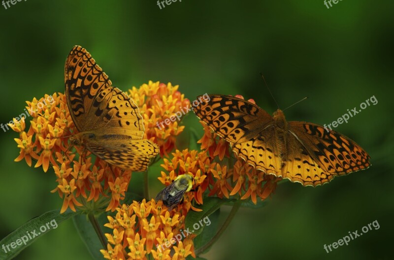 Butterfly Butterfly Weed Orange Wings Black Spots Pattern