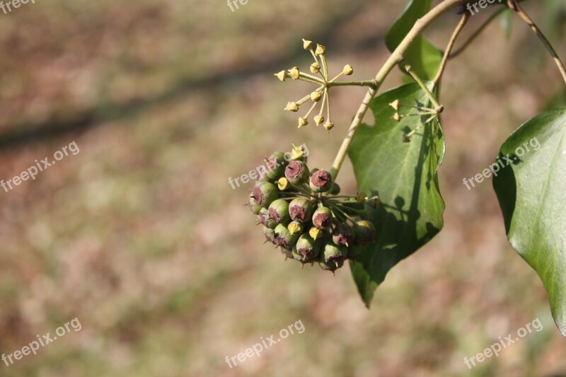 Nature Flower Wild Flowers Spring Flowers Touraine