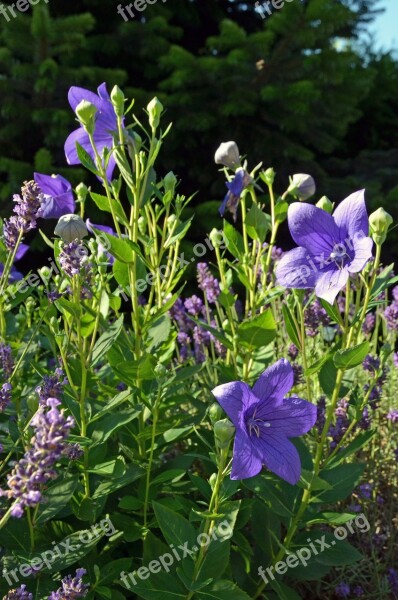 Flowers Balloon Flower Chinese Bellflower Summer Garden