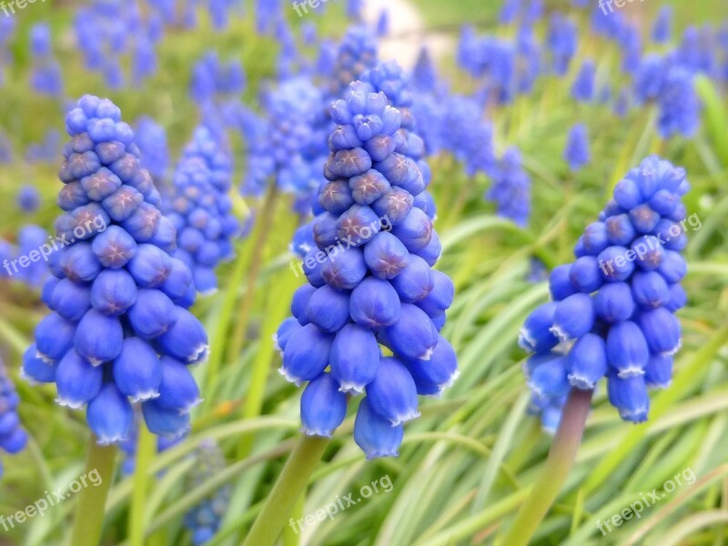 Muscari Neglectum Gyöngyike Flower Purple Flower Flower Garden