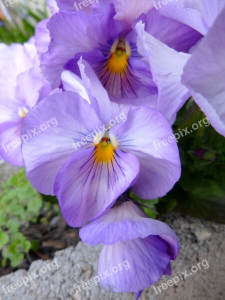 Pansy Flower Spring Flower Purple Pansy Nature