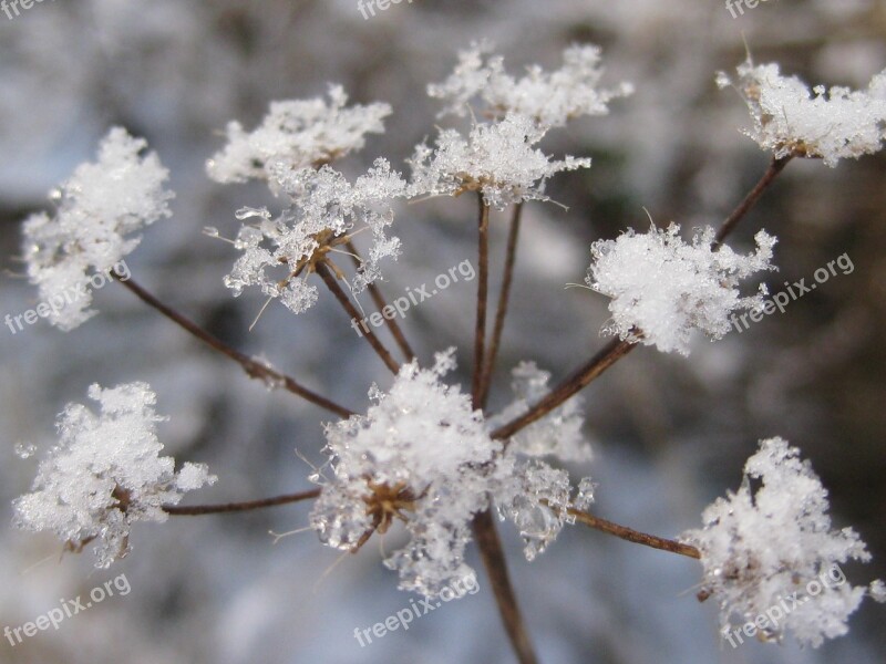 Frost Flower Seed Head Freeze Plant