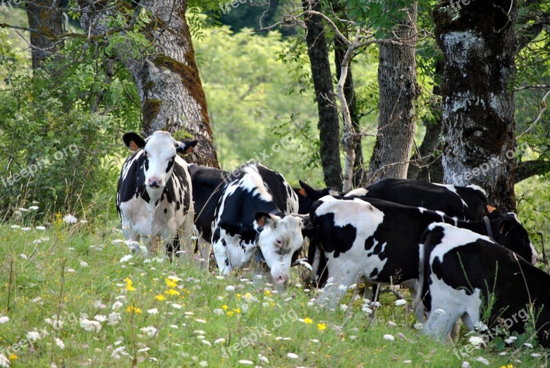 Cows Auvergne Mountain Pasture Prairie