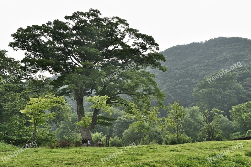 Namhansanseong Row Palace Gyeonggi Do Republic Of Korea Big Tree